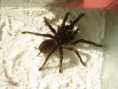 /album/lasiodora-parahybana/p1010100-jpg/